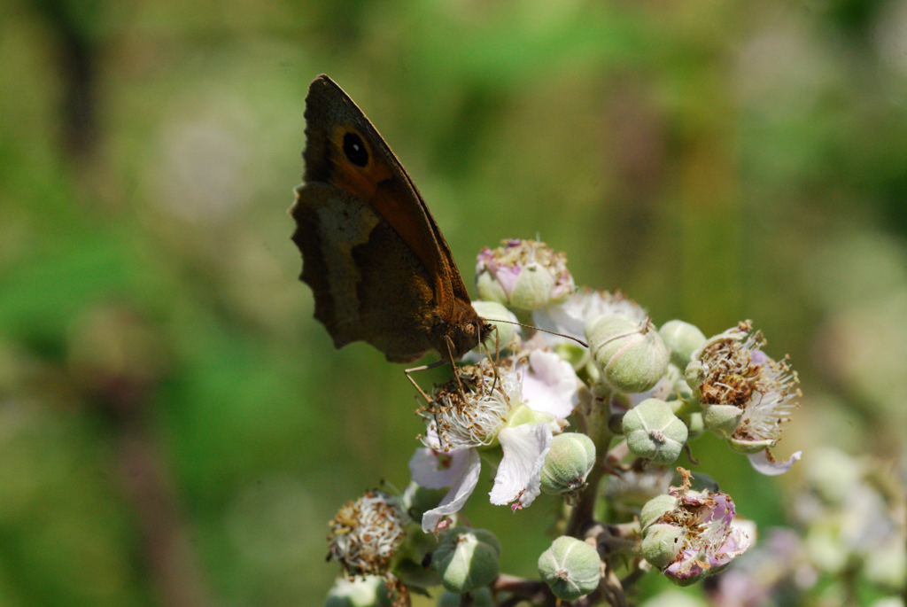 macro_007 .jpg